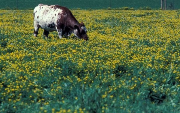 Επανεμφανίστηκε σε περιοχές των Σερρών η λοιμώδης οζώδης δερματίτιδα βοειδών