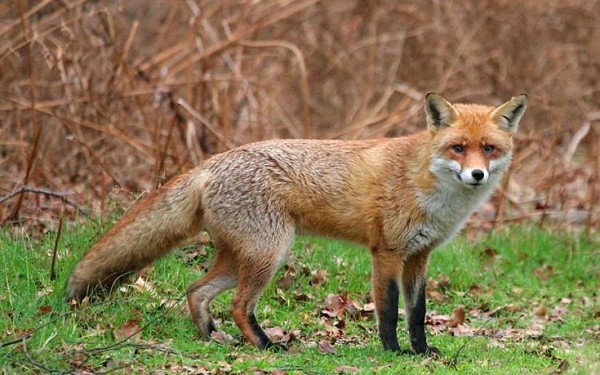 Από την Τρίτη ο εναέριος εμβολιασμός των κόκκινων αλεπούδων κατά της λύσσας
