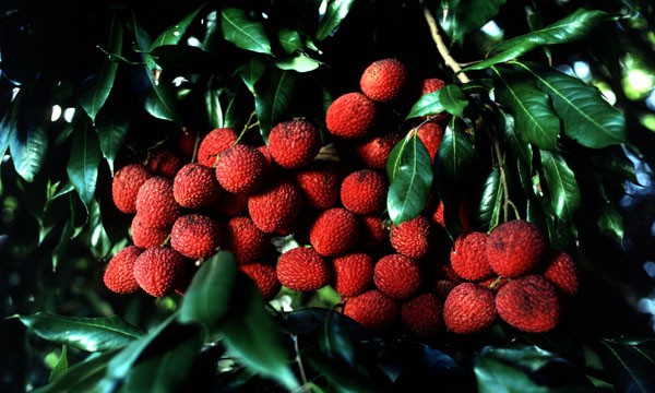 Εξωτικά φρούτα κρητικής προέλευσης 