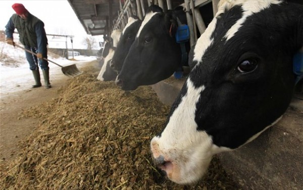 Σέρρες: Επί ποδός κτηνοτρόφοι και κτηνίατροι λόγω επανεμφάνισης της οζώδους δερματίτιδας 