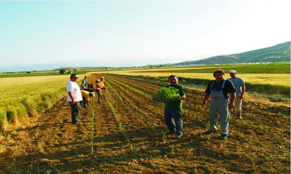 Σε συντονισμένη δράση κατά της φορολογικής επιβάρυνσης καλεί τους αγρότες η ΓΕΣΑΣΕ