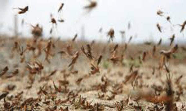 Ακρίδες απειλούν τις καλλιέργειες της δυτικής Λέσβου