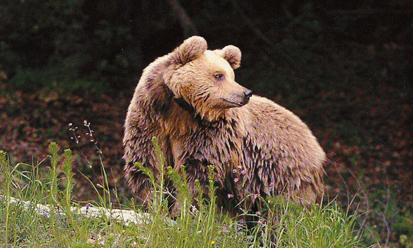 Μέτρα ζητούν κτηνοτρόφοι και αγρότες που έχουν πληγεί από επιθέσεις αρκούδας