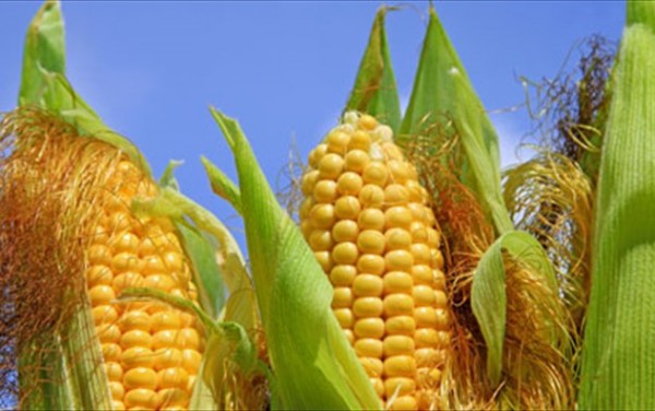 Αποστόλου: Πλήρης απαγόρευση της καλλιέργειας ΓΤΟ
