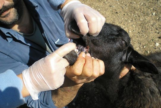 Έρχεται ΚΥΑ για αποζημιώσεις σε κτηνοτρόφους που θανάτωσαν τα ζώα τους λόγω καταρροϊκού
