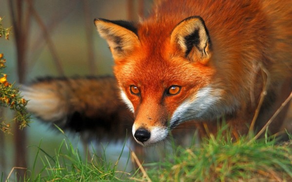 Ξεκινά το πρόγραμμα εναέριου εμβολιασμού των κόκκινων αλεπούδων