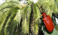Μεγάλη η ζημιά στα φοινικόδεντρα της Χαλκιδικής από το κόκκινο σκαθάρι 