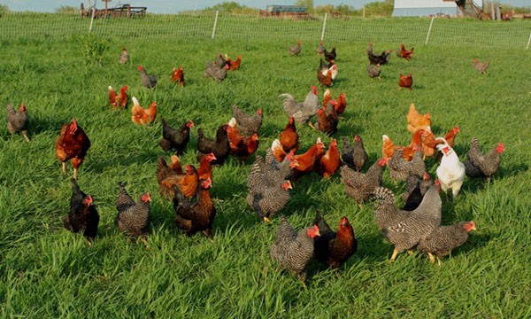 Ιωάννινα: Λήψη προληπτικών μέτρων για τη γρίπη των πτηνών