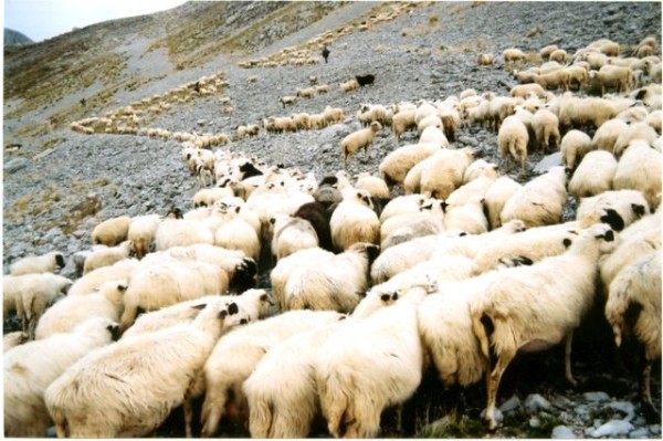 Ηράκλειο: Σύμβαση για τη στήριξη ομάδας παραγωγών κτηνοτρόφων 