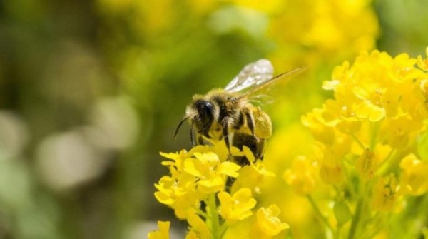 ΕΕ: Απαγόρευση της χρήσης των νεονικοτινοειδών που βλάπτουν τις μέλισσες