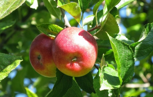 Ινδία: Ανοίγει η αγορά για εξαγωγές ελληνικών μήλων