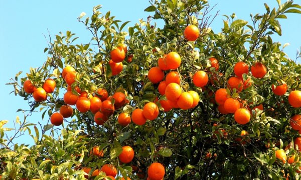 Χρονιά-Γολγοθάς για το πορτοκάλι