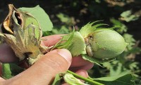 'Εξαλλοι οι σερραίοι αγρότες- Καμία αποζημίωση για το πράσινο σκουλήκι