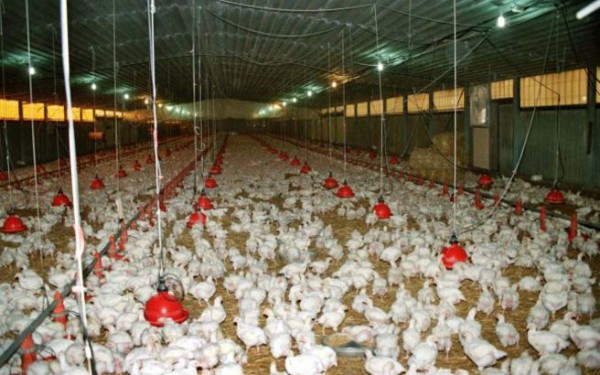 Συναγερμός στην Πολωνία: Κρούσματα της γρίπης των πτηνών H5N8 σε γαλοπούλες 