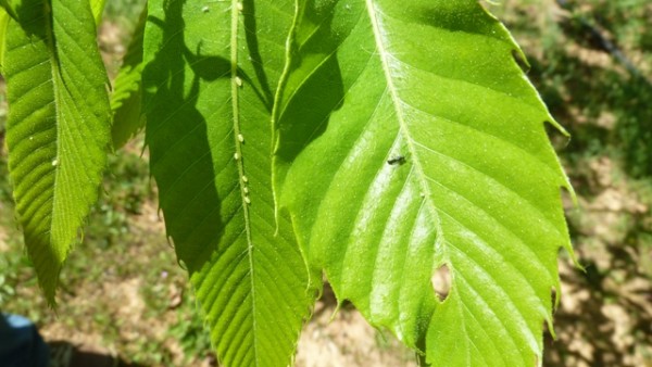 Βιολογική καταπολέμηση της σφήκας της καστανιάς