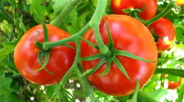 Δεσμεύτηκαν ντομάτες και πιπεριές στην περιοχή του Ρέντη
