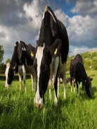 Νέα Ζηλανδία: Παρουσίαση του σχεδίου για τη φορολόγηση των εκπομπών αερίων του θερμοκηπίου από ζώα κτηνοτροφίας
