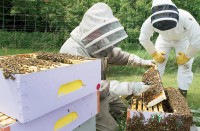 Γεγονός οι πρώτες ατομικές ψηφιακές ταυτότητες μελισσοκόμου 