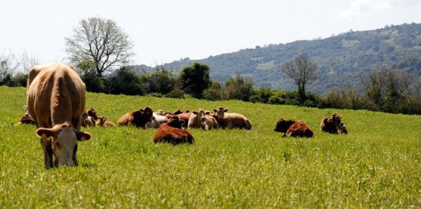 Καταβολή μισθωμάτων επιλέξιμων βοσκοτόπων από τους κτηνοτρόφους