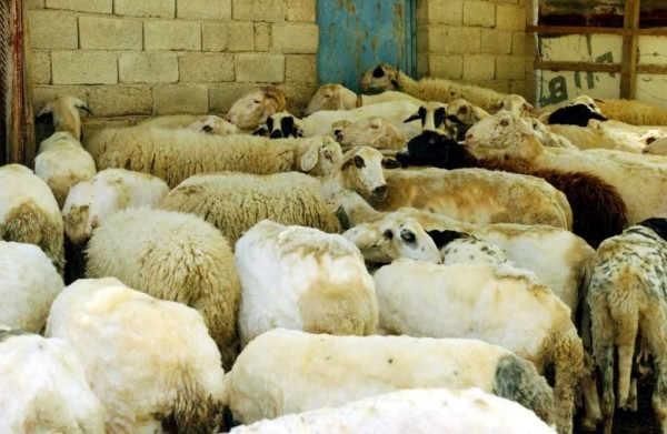 «Ξέφυγε» η εξάπλωση της ευλογιάς στη Λέσβο, στα «κάγκελα» οι κτηνοτρόφοι   
