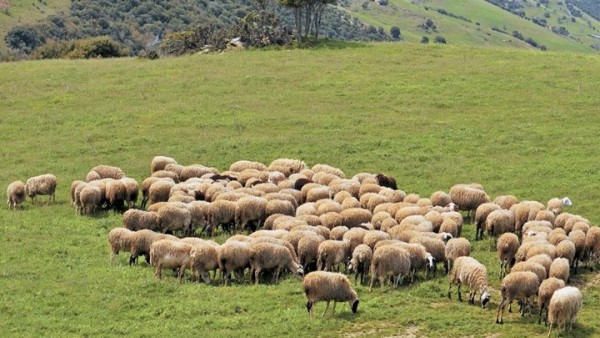 Κρήτη: Αύξηση κατά 16 εκ. ευρώ στη βιολογική κτηνοτροφία