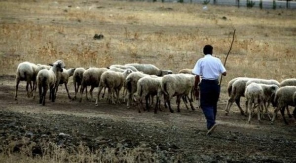 Κτηνοτρόφοι: Εξαίρεση de minimis από το όριο φορολογίας αγροτών ειδικού καθεστώς 