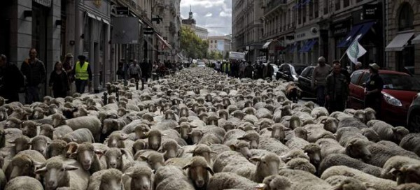 «Πλημμύρισαν» με πρόβατα οι δρόμοι στη Λυών: Μαίνεται η κόντρα κτηνοτρόφων-ακτιβιστών   