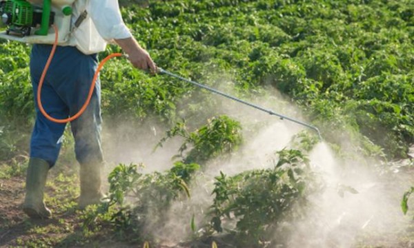 Ψεκασμοί κατά των κουνουπιών στις αγροτικές περιοχές ρυζοκαλλιεργειών του κάμπου Θεσσαλονίκης και Ημαθίας