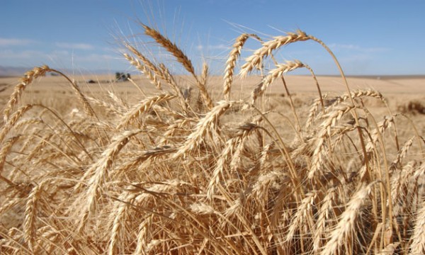 Μείωση παγκόσμιας παραγωγής σιταριού βλέπει το USDA
