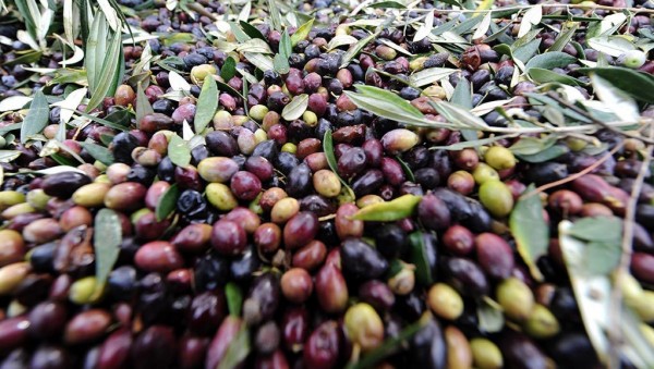 Την προστασία της ελιάς Καλαμάτας ως ΠΟΠ ζητά από την Κομισιόν ο Χουντής 