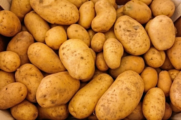 Η Γερμανία πρώτη (και) στην παραγωγή πατάτας εντός ΕΕ