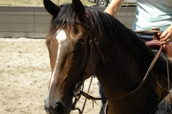 Συναγερμός στην Περιφερειακή Ενότητα Χανίων: Πυρετός Δ. Νείλου σε άλογο