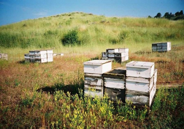 Πρόγραμμα χρηματικών ενισχύσεων για μελισσοκομικούς συνεταιρισμούς στα νησιά του Αιγαίου 