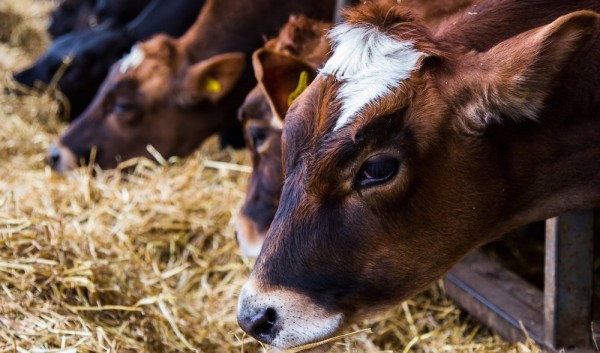 Μείωση του αριθμού βοοειδών που εκτρέφονται στην Ελλάδα το 2016