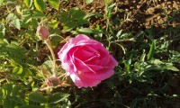 «Χρυσά» τριαντάφυλλα από την Κοζάνη
