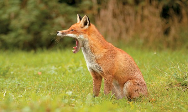 Ολοκληρώθηκε το πρόγραμμα εμβολιασμού των κόκκινων αλεπούδων κατά της λύσσας