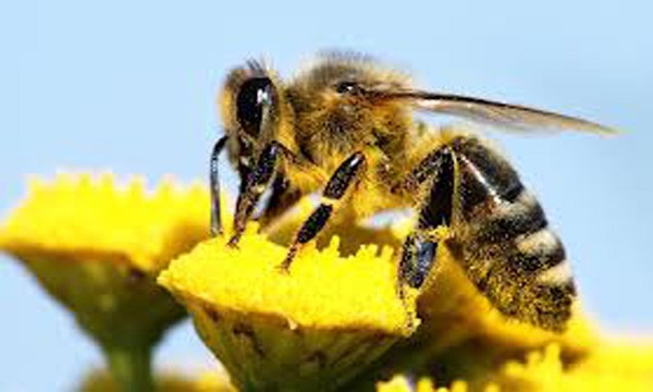 Εναλλακτικές για τις μέλισσες προτείνουν Bayer και Syngenta  