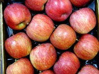 Χρονιά- γρίφος για το ελληνικό μήλο 