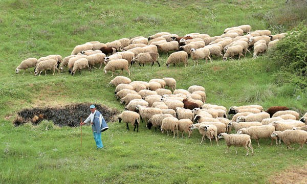 Οι λεπτομέρειες για τη συνδεδεμένη ενίσχυση στην σταυλισμένη κτηνοτροφία