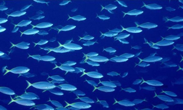 ΟΚΑΑ: Ελληνικά τα περισσότερα φρέσκα ψάρια που καταλήγουν στο πιάτο μας
