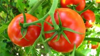 Οι συμφωνίες χτίζουν τιμές στη βιομηχανική ντομάτα