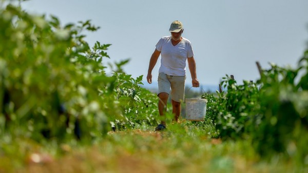 Ευρωπαίοι καλλιεργητές λαχανικών προειδοποιούν για ελλείψεις λόγω ενεργειακής κρίσης