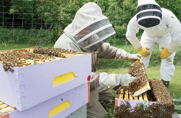Γεγονός οι πρώτες ατομικές ψηφιακές ταυτότητες μελισσοκόμου 