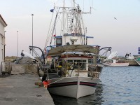 Σ. Κεδίκογλου: Έχουν ληφθεί δράσεις για την προστασία των αλιευτικών πόρων