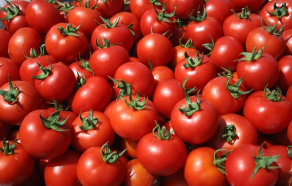 Στα 70 λεπτά/κιλό η ελληνική επιτραπέζια ντομάτα